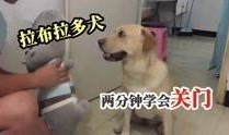 狗交配高清视频,高清交配视频揭秘